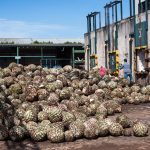 Entrega de agave a la Destilería El Ranchito (hi-res JPEG)