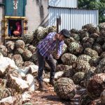 Procesamiento de agave a la Destilería El Ranchito (hi-res JPEG)