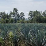 Campo de agave a la Destilería El Ranchito (hi-res JPEG)